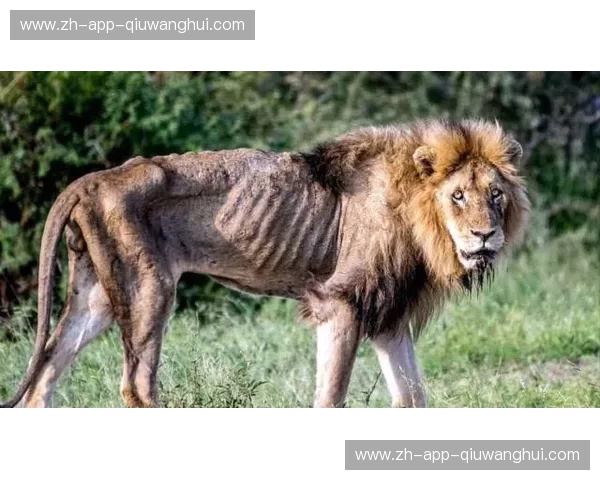 绿茵之巅的终极较量：戈多伊与拉菲拉的尊严之战